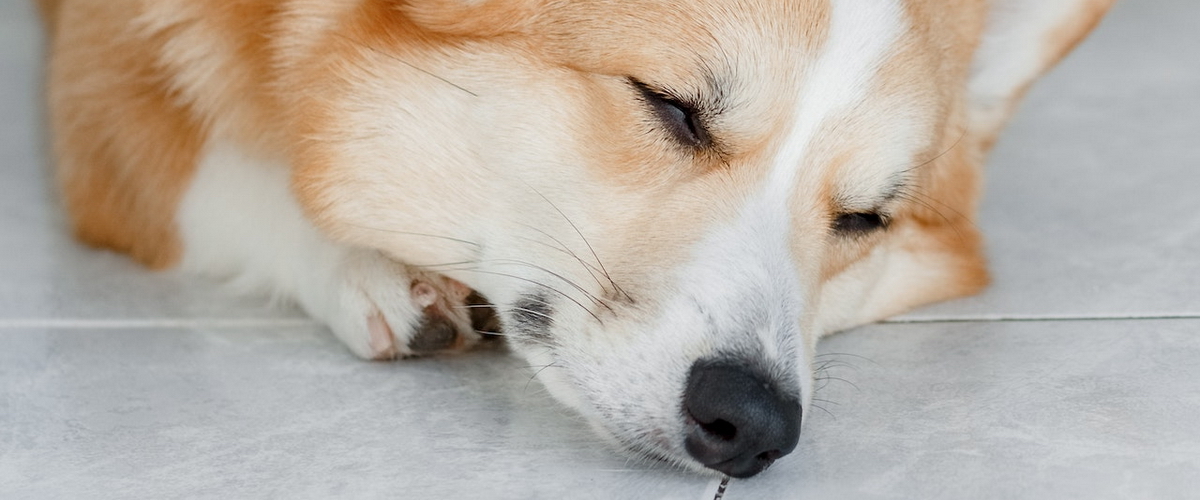 Pet Friendly Concrete Flooring Surface